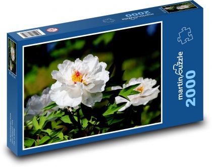 Bílé pivoňky - květy, zahrada - Puzzle 2000 dílků, rozměr 90x60 cm