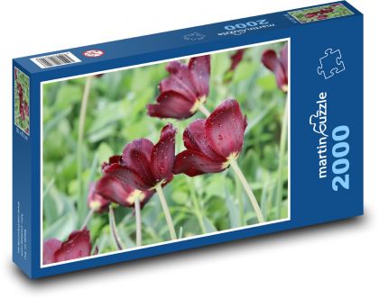 Flowering tulips - flowers, garden - Puzzle 2000 pieces, size 90x60 cm 