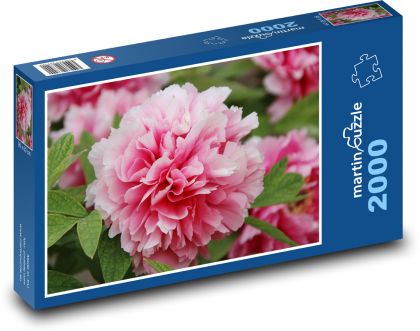 Růžová pivoňka - květina, květ - Puzzle 2000 dílků, rozměr 90x60 cm