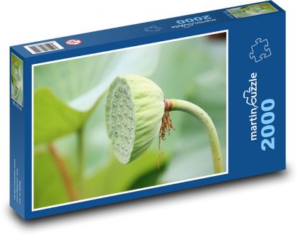 Lotos - vodní rostlina, semenný lusk - Puzzle 2000 dílků, rozměr 90x60 cm