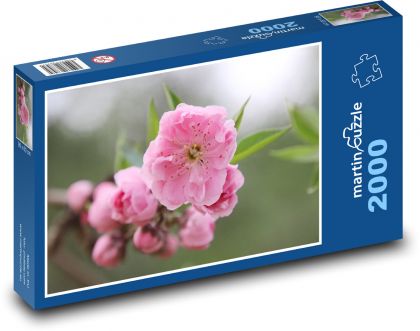 Kvitnúce čerešňa - strom, jar - Puzzle 2000 dielikov, rozmer 90x60 cm 