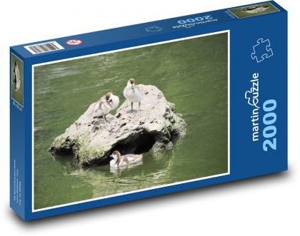 Kaczki - skała, woda - Puzzle 2000 elementów, rozmiar 90x60 cm