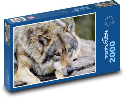 Šedý vlk - zvíře, savec - Puzzle 2000 dílků, rozměr 90x60 cm