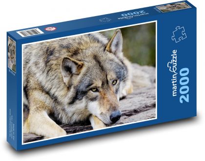Grauer Wolf - Tier, Säugetier - Puzzle - 2000 Teile
