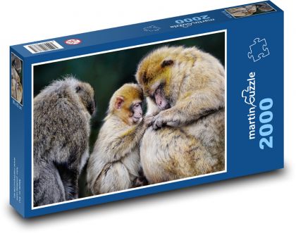 Macaque - monkeys, animals - Puzzle 2000 pieces, size 90x60 cm 