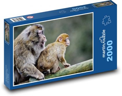 Barbarští makakové - opice, mládě - Puzzle 2000 dílků, rozměr 90x60 cm