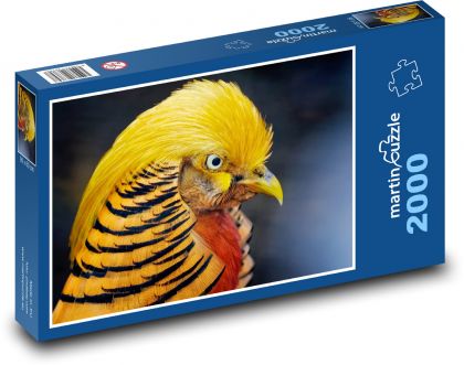 Zlatý bažant - vták, perie - Puzzle 2000 dielikov, rozmer 90x60 cm 