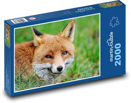 Hrdzavá líška - divoké zviera, cicavec - Puzzle 2000 dielikov, rozmer 90x60 cm 