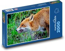 Liška - divoké zvíře, savec Puzzle 2000 - 90x60 cm