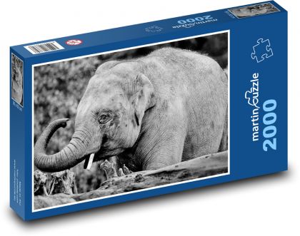 Indian elephant - elephant, animal - Puzzle 2000 pieces, size 90x60 cm 