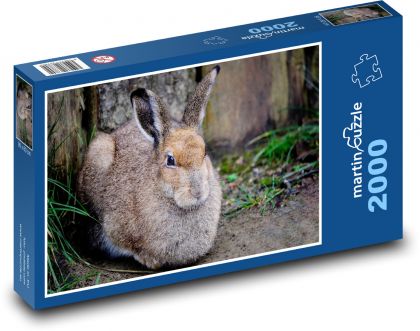 Divoký zajíc - zvíře, les - Puzzle 2000 dílků, rozměr 90x60 cm