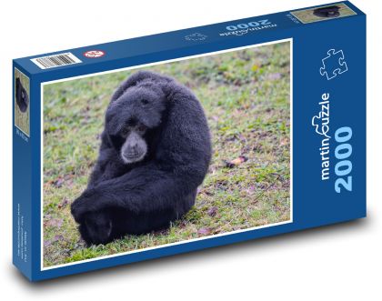 Affe - Gibbon, Primat - Puzzle - 2000 Teile