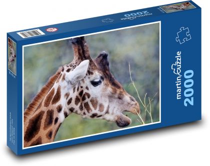 Žirafa - přežvýkavec, savec - Puzzle 2000 dílků, rozměr 90x60 cm