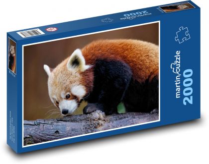 Red panda - animal, mammal - Puzzle 2000 pieces, size 90x60 cm 