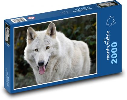 Bílý vlk - divoké zvíře, savec - Puzzle 2000 dílků, rozměr 90x60 cm