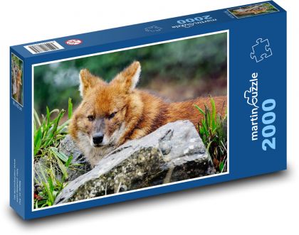 Indický divoký pes - dhoul, zvíře  - puzzle 2000 dílků