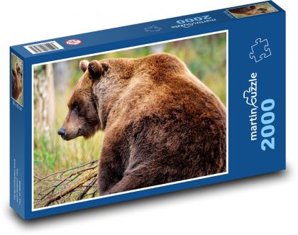 Brown bear - grizzly, animal - Puzzle 2000 pieces, size 90x60 cm 