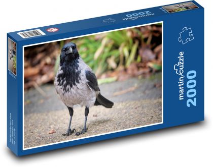 Vrána šedá - pták, zvíře - Puzzle 2000 dílků, rozměr 90x60 cm