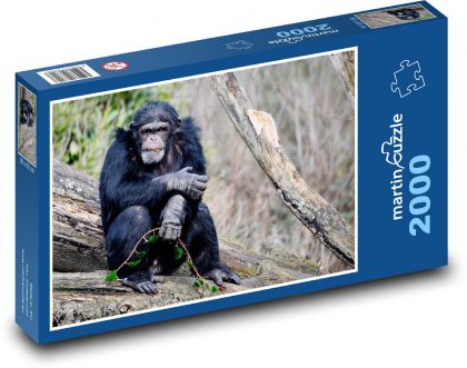 Šimpanz - opice, savec  - puzzle 2000 dílků