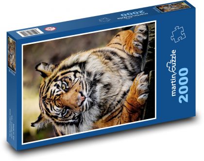 Tiger sumaterský - cicavec, dravec - Puzzle 2000 dielikov, rozmer 90x60 cm 