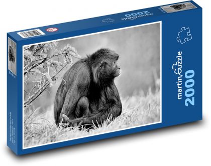 Monkey - primate, mammal - Puzzle 2000 pieces, size 90x60 cm 