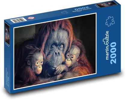 Orangutan - małpa, małpy - Puzzle 2000 elementów, rozmiar 90x60 cm