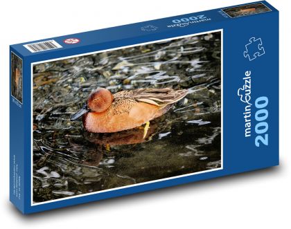 Kaczka - ptak wodny, jezioro - Puzzle 2000 elementów, rozmiar 90x60 cm
