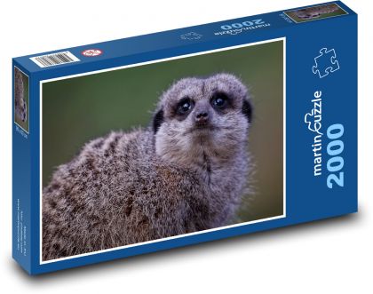 Surykatka - ssak, zwierzę - Puzzle 2000 elementów, rozmiar 90x60 cm