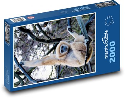 Gibon białoręki - małpa, naczelny - Puzzle 2000 elementów, rozmiar 90x60 cm