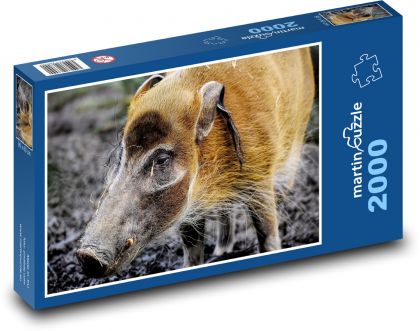 Wild pig - muzzle, animal - Puzzle 2000 pieces, size 90x60 cm 