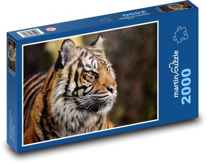 Tygr sumaterský - zvíře, lovec - Puzzle 2000 dílků, rozměr 90x60 cm