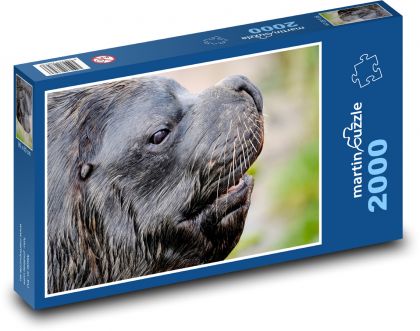 Lachtan - šelma, ploutvonožec - Puzzle 2000 dílků, rozměr 90x60 cm