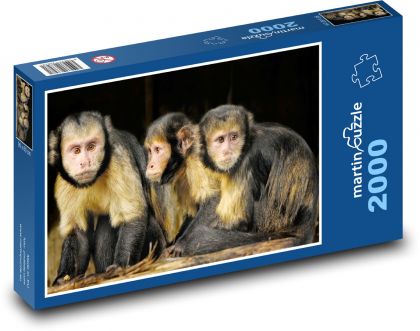 Malpa kapucínská - opice, primát  - Puzzle 2000 dílků, rozměr 90x60 cm