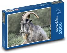 Irská koza - zvíře, savec Puzzle 2000 dílků - 90 x 60 cm