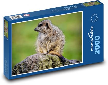 Surikata - zviera, cicavec - Puzzle 2000 dielikov, rozmer 90x60 cm 