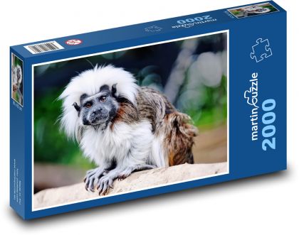 Tamarin - small monkey, animal - Puzzle 2000 pieces, size 90x60 cm 