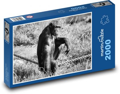 Schimpanse - Affe, Zoo - Puzzle - 2000 Teile