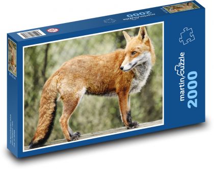 Lis - dzikie zwierzę, ssak - Puzzle 2000 elementów, rozmiar 90x60 cm