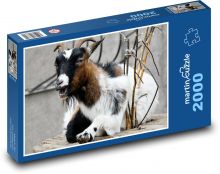 Africká trpasličí koza - zvíře, farma Puzzle 2000 dílků - 90 x 60 cm