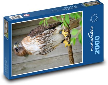 Hawk - Raubvogel, Tier - Puzzle - 2000 Teile