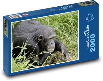 Šimpanz - opice, primát - Puzzle 2000 dielikov, rozmer 90x60 cm 