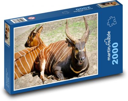 Bongo-Antilope - gestreiftes Tier, Zoo - Puzzle - 2000 Teile