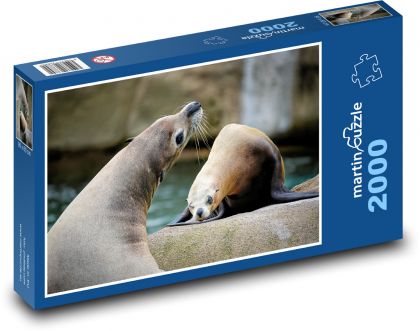 Sea lions - aquatic animals, mammals - Puzzle 2000 pieces, size 90x60 cm 