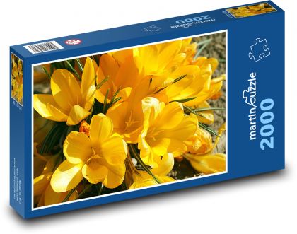 Yellow crocuses - spring flowers, garden - Puzzle 2000 pieces, size 90x60 cm 