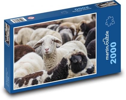 Stádo ovcí - zvířata, savci - Puzzle 2000 dílků, rozměr 90x60 cm