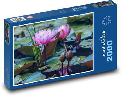Vodní lekníny - rybník, květiny - Puzzle 2000 dílků, rozměr 90x60 cm