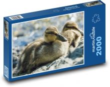 Kachňata - vodní ptáci, ptactvo Puzzle 2000 - 90x60 cm