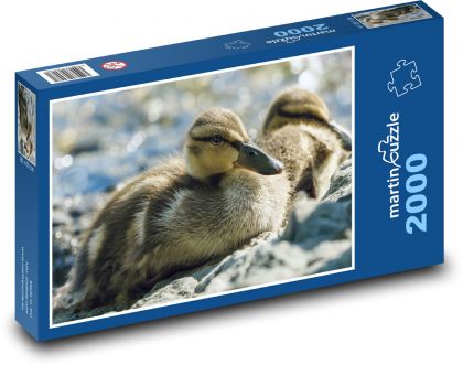 Kaczątka - ptactwo wodne, ptaki - Puzzle 2000 elementów, rozmiar 90x60 cm