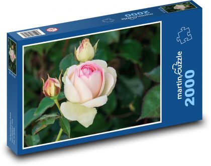 Ruže - kvet, záhrada - Puzzle 2000 dielikov, rozmer 90x60 cm 