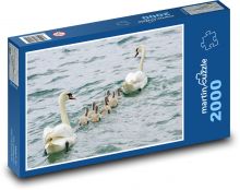 Swan rodina - vodné vtáctvo, kurčatá Puzzle 2000 dielikov - 90 x 60 cm